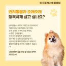 미유펫 강아지애견미용 이미지