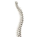 척추가 중심 이미지