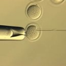 생쥐 복제, 58세대만에 실패… 포유류의 무한정 복제는 불가능 이미지