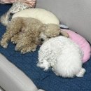 복자유치원 | 대전 중구 애견유치원 스탠독[반려견 운동, 피트니스] 복복이들의 유치원‎ •ܫ•