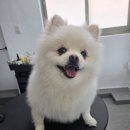 도담애견 이미지