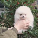 강남펫스타일 | 강남강아지분양 이젠 요미펫에서 완벽한 반려가족 찾았어요