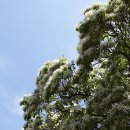 이곡장미공원 이미지