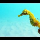 💢💢kbs Masterpiece Documentary(걸작다큐멘터리) 해마(sea horse)💢💢 이미지