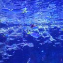 아쿠아플라넷 제주 이미지