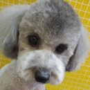 더독동물병원 이미지