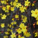 영춘화루