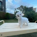 킴스애견미용실 이미지