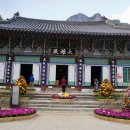 장성황룡강노란꽃잔치 축제장2 이미지