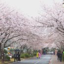 씨앤스타 | [제주도 펜션 : 애월씨앤스타]제주도 벚꽃 명소, 애월고등학교 그리고 애월씨앤스타펜션 후기