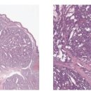 천안24시스카이동물메디컬센터 이미지
