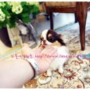 리틀애견타운 이미지