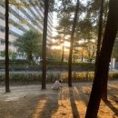 경춘선솔밭길 이미지