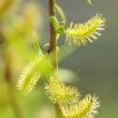 사진첩＞ 수양버들 (Weeping Willow) 이미지