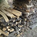 꿈꾸는 정원 이미지