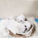 멍이사랑 | 멍이 맘 사로잡는 곳! 김포 애견미용 추천 BEST 3 완벽 비교