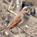 개똥지빠귀 Dusky Thrush 572 이미지