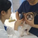 서울동물복지지원센터 동물병원 이미지