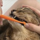 세계일등식품 | 고양이 치약 칫솔 고양이 전용 바꾸고 입냄새 제거 끝