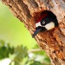 도토리딱따구리 [Acorn woodpecker (Melanerpes formicivorus)] 이미지