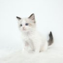 천안 고양이분양 도로시펫 이미지