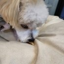 제니펫하우스