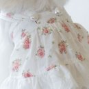 펫트리멍 이미지