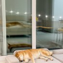 스테이다독 이미지