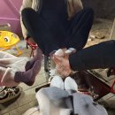 매남이길 | 충주 아이와 가볼만한곳! 유기농체험교육센터 동물 카라반 숙박 후기 (예약꿀팁/겨울여행)