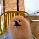 남양 | 애견운동장+쉘터텐트+실내+포토존까지! 애견카페 화성 남양 댕코리아 후기 :)