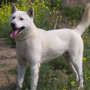 진도개천국 이미지