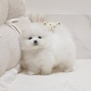 버디독 강아지분양 안심분양센터 서울 영등포점 이미지