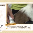 고양이미용연구소 이미지