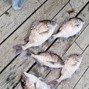 서신레저바다낚시터 이미지