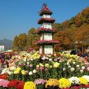 국화꽃향기 이미지