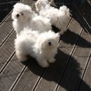 말티즈하우스 이미지