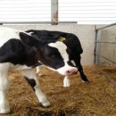 천둥축산 이미지