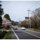 해안동 왕벚나무 이미지