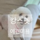 캉스펫 이미지