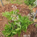 판대리서 장가온 백선 이미지