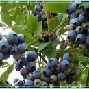 공명농장 이미지