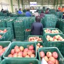 청송사과유통센터 주왕산 APC 이미지