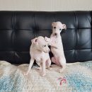 양지켄넬 이미지