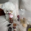 부띠끄멍 수제간식 | 경산 애견 수제 간식 “멍파티” 내돈내산 후기