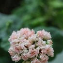 Atti(아티) 이미지