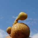 감자창고 이미지