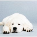 플랜멍 강아지분양 대구본점 이미지