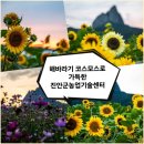 진안군 농업기술센터 | 해바라기 코스모스로 가득한 진안군농업기술센터