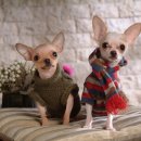 파리봉강아지미용실 이미지