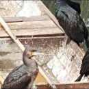 수원-1069 이미지